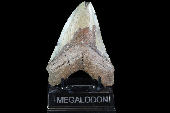 Bargain, Megalodon Tooth - North Carolina #91142
